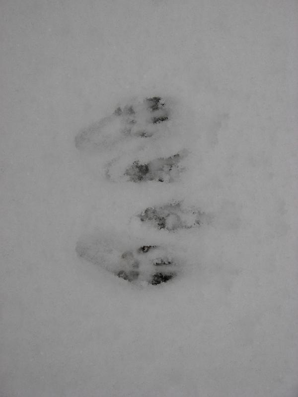 2008-12-07_First_Snow 015.jpg